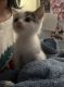 Other Cats for sale in Ontario, CA 91761, USA. price: $25