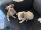 Other Puppies for sale in San Pedro, Los Angeles, CA, USA. price: $200
