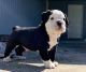 Other Puppies for sale in Jesup, GA, USA. price: NA