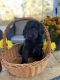 Other Puppies for sale in Northborough, MA 01532, USA. price: $90,000