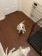 Other Puppies for sale in Fredericksburg, VA 22401, USA. price: NA
