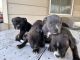 Other Puppies for sale in Pasco, WA 99301, USA. price: NA