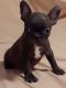 Other Puppies for sale in Green City, MO 63545, USA. price: $600