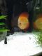 Other Fishes for sale in Celebration, FL 34747, USA. price: $85