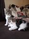 Other Cats for sale in Newport, MN, USA. price: $100