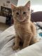 Other Cats for sale in Minneapolis, MN, USA. price: $75