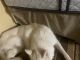 Other Puppies for sale in Clive, IA 50325, USA. price: NA