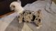 Other Puppies for sale in Poteau, OK 74953, USA. price: NA