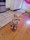 Other Cats for sale in The Bronx, NY, USA. price: $100