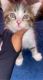 Other Cats for sale in 4973 22nd Pl SW, Naples, FL 34116, USA. price: $60