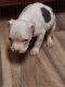 Other Puppies for sale in Apple Valley, MN 55124, USA. price: $800