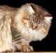 Other Cats for sale in Lancaster, PA, USA. price: $1,500