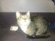 Other Cats for sale in 4299 W 153rd St, Cleveland, OH 44135, USA. price: $200