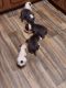 Other Puppies for sale in Apple Valley, MN 55124, USA. price: $600