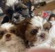 Other Puppies for sale in Sacramento, CA 94205, USA. price: NA