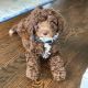 Other Puppies for sale in San Diego, CA, USA. price: NA