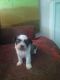 Other Puppies for sale in Celina, TX 75009, USA. price: $700