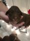 Other Puppies for sale in Camden, OH 45311, USA. price: NA
