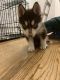 Other Puppies for sale in Libertyville, IL, USA. price: NA