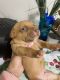 Other Puppies for sale in Carol City, FL 33055, USA. price: NA