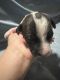 Other Puppies for sale in Pahrump, NV 89048, USA. price: NA