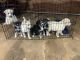Other Puppies for sale in Cantonment, FL 32533, USA. price: NA
