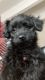 Other Puppies for sale in Aurora, CO 80010, USA. price: $300