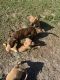 Other Puppies for sale in Merritt Island, FL, USA. price: NA