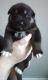 Other Puppies for sale in Chillicothe, OH 45601, USA. price: NA