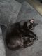 Other Cats for sale in 1613 Beck Dr, San Jose, CA 95130, USA. price: NA