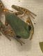 Other Amphibians for sale in Houston, TX 77024, USA. price: $80