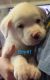 Other Puppies for sale in Addison, AL 35540, USA. price: NA