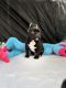 Other Puppies for sale in Visalia, CA 93277, USA. price: NA