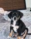 Other Puppies for sale in Washington, DC, USA. price: $1,250