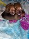 Other Puppies for sale in Atlanta, GA, USA. price: NA
