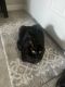 Other Cats for sale in Riverview, FL, USA. price: $200