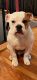Other Puppies for sale in Bethpage, NY, USA. price: $2,900