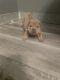 Other Puppies for sale in Cleveland, OH, USA. price: $1,000