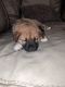 Other Puppies for sale in Erie, PA, USA. price: $300