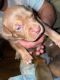 Other Puppies for sale in Providence, RI, USA. price: NA