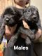 Other Puppies for sale in 2714 Columbia Ave, Indianapolis, IN 46205, USA. price: NA