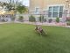 Other Puppies for sale in Mesa, AZ, USA. price: $350