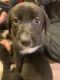 Other Puppies for sale in Colton, OR, USA. price: NA