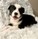 Other Puppies for sale in Williamsburg, OH, USA. price: NA