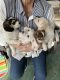 Other Puppies for sale in Woodburn, OR 97071, USA. price: NA