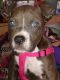 Other Puppies for sale in Birch Tree Township, MO 65438, USA. price: NA