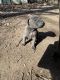 Other Puppies for sale in Denison, TX 75021, USA. price: NA