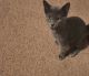 Other Cats for sale in Buckeye, AZ 85326, USA. price: NA