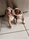Other Puppies for sale in Miami Gardens, FL, USA. price: NA
