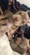 Other Puppies for sale in 3204 Frankfort Ave, El Paso, TX 79930, USA. price: NA